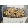 New Crop Chinese Fresh Ginger in 2015 with High Quality